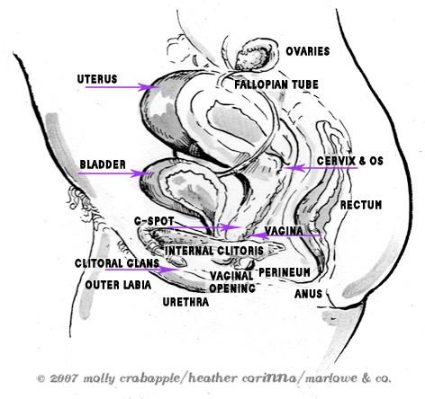Internal diagram of the reproductive tract, showing the bladder and rectum as well.