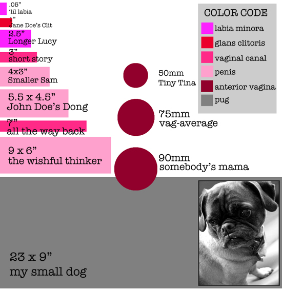 Comparisons of different sizes of penises, labia, clirotises, the diameter of the anterior portion of the vagina and a pug: suffice it to say, everything genitals is about the same size, differing, at most, by a half inch to 7 inches, except the pug, who is 9x23