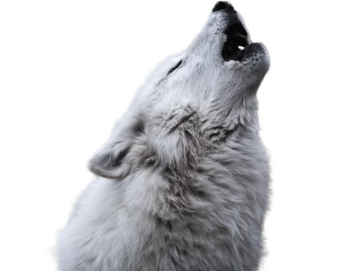 A howling wolf, from the neck up, in monochrome