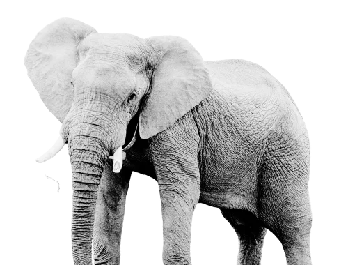 a lovely elephant happy in their own skin