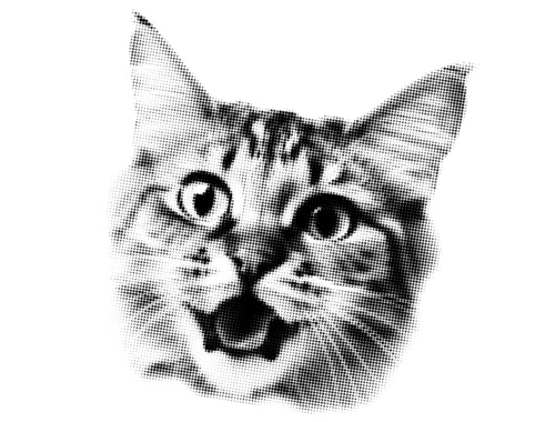 a very excited kitten's face