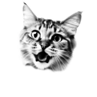 a very excited kitten's face