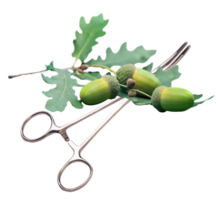 surgical scissors with acorns and a leaf