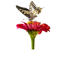 butterfly on a red flower