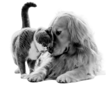 a dog and cat happily snuggling