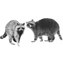 Two raccoons walking towards each other