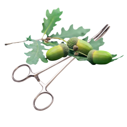 surgical scissors with acorns